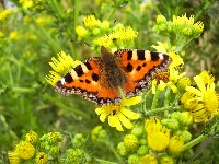 Schmetterling